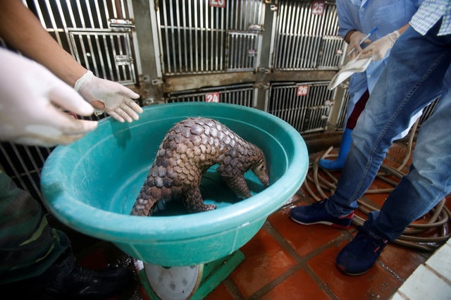 Employees at a wild animal rescue centre in Hanoi, Vietnam, weigh a pangolin before its release to the forest. (Photo: Reuters)
