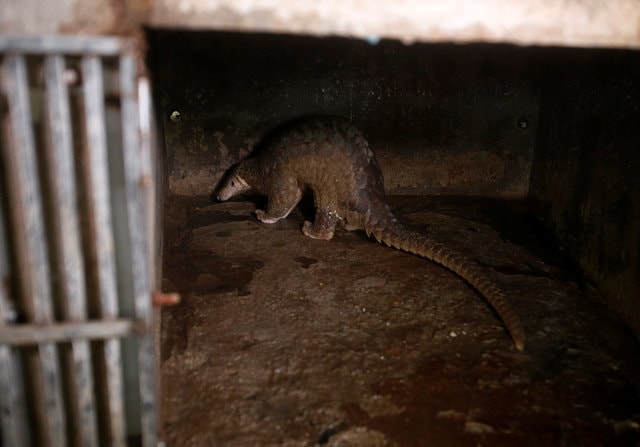 A pangolin is seen at a wild animal rescue center in Hanoi, Vietnam September 9, 2016. (Photo: Reuters)