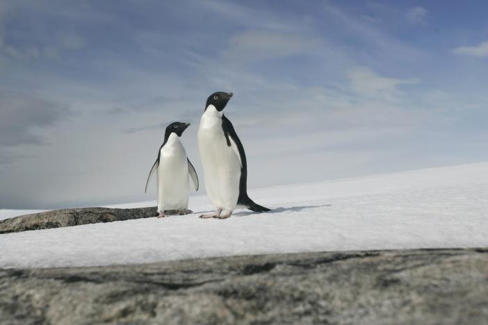A pair of Adelie penguins are pictured at Cape Denison, Commonwealth Bay, East Antarctica, December 28, 2009. (Photo: Reuters/ File Photo)