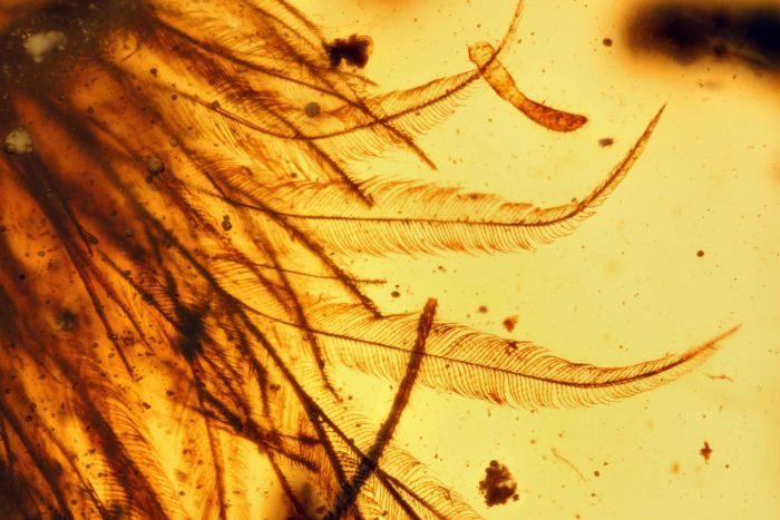 The dinosaur feather construction is similar to modern ornamental ones. (Photo: Royal Saskatchwan Museum)