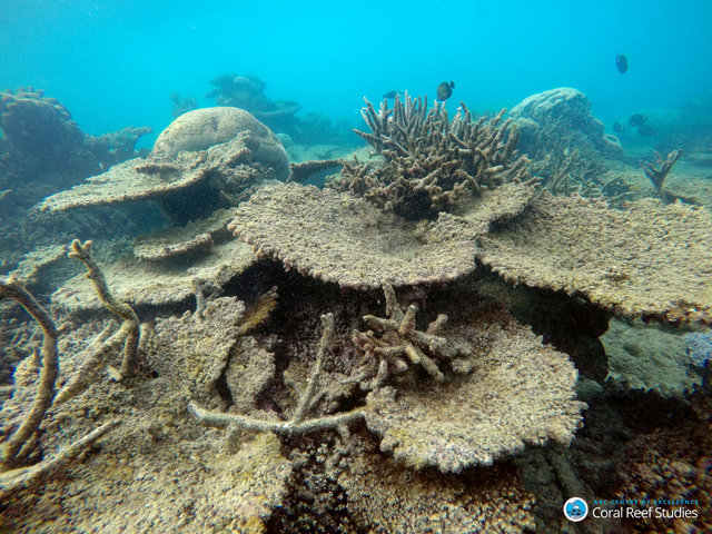 (Photo: Tory Chase/Courtesy of ARC Centre of Excellence for Coral Reef Studies/Handout via Reuters)