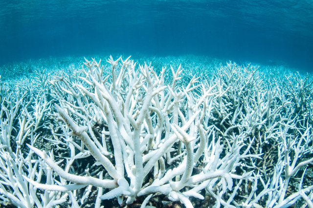 Great Barrier Reef will never be as pristine as it once was ...