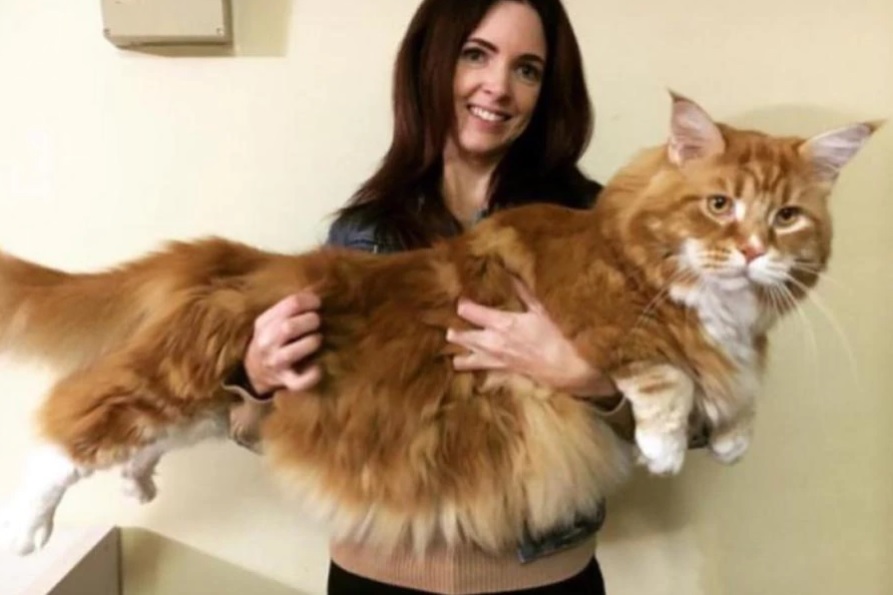 Maine Coon cat in Australia may be world's longest TVTS