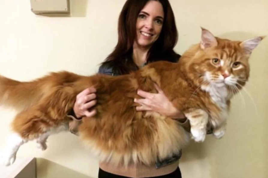 Maine Coon Cat In Australia May Be World s Longest TVTS