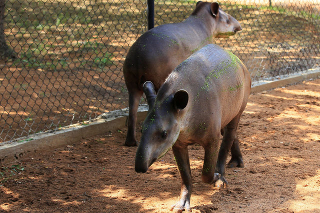 Police believe thieves steal Venezuela zoo animals to eat them - TVTS