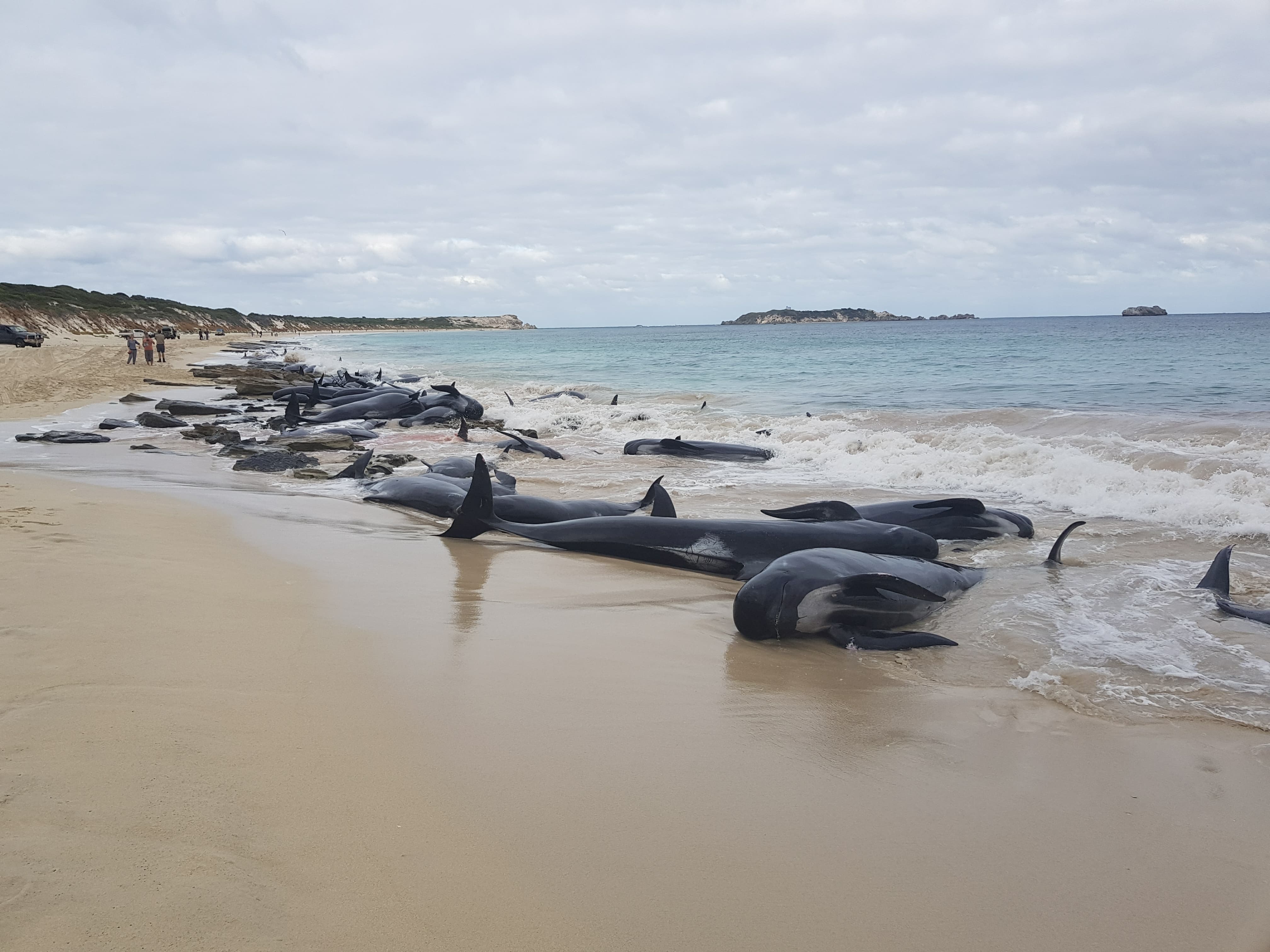 Почему киты выбрасываются на берег. Австралия дельфины выбросились на берег. 100 Китов выбросились на берег в Австралии. Черные дельфины выбросились на берег. Дельфины выбрасываются на берег.