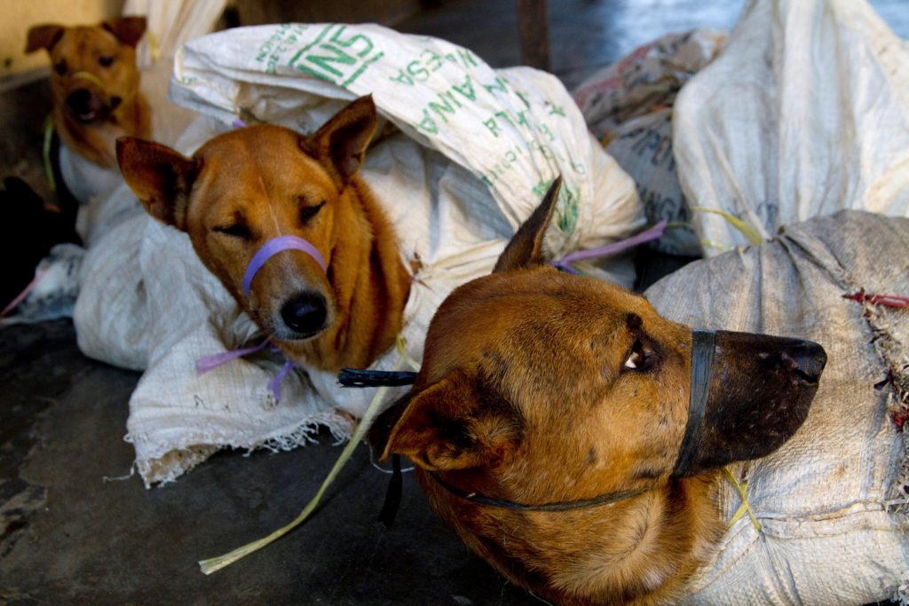 Indonesia works to ban trade of meat from pets, exotic animals - TVTS